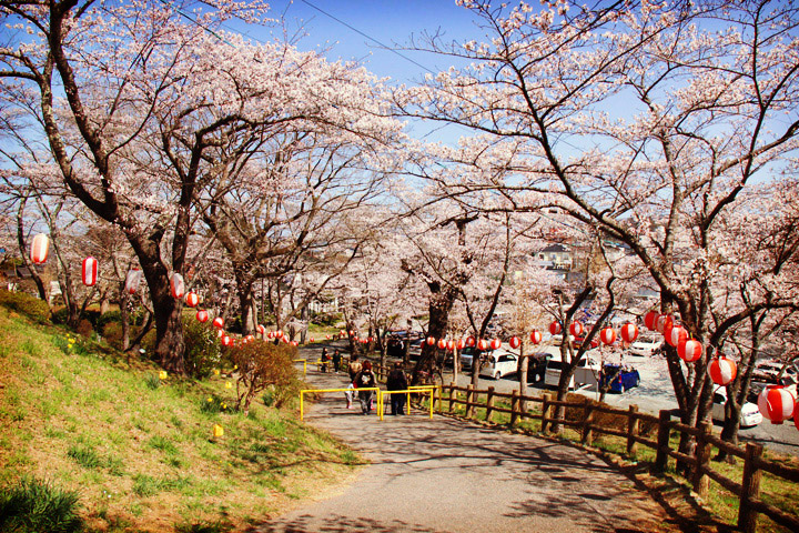 桜まつり